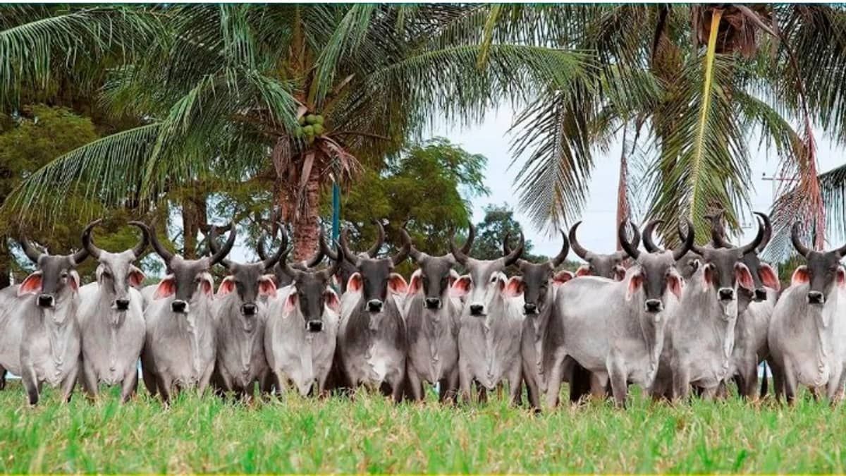Quem disse que boi não voa? Trezentos touros Guzerá embarcaram de avião para o Senegal