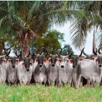 Quem disse que boi não voa? Trezentos touros Guzerá embarcaram de avião para o Senegal