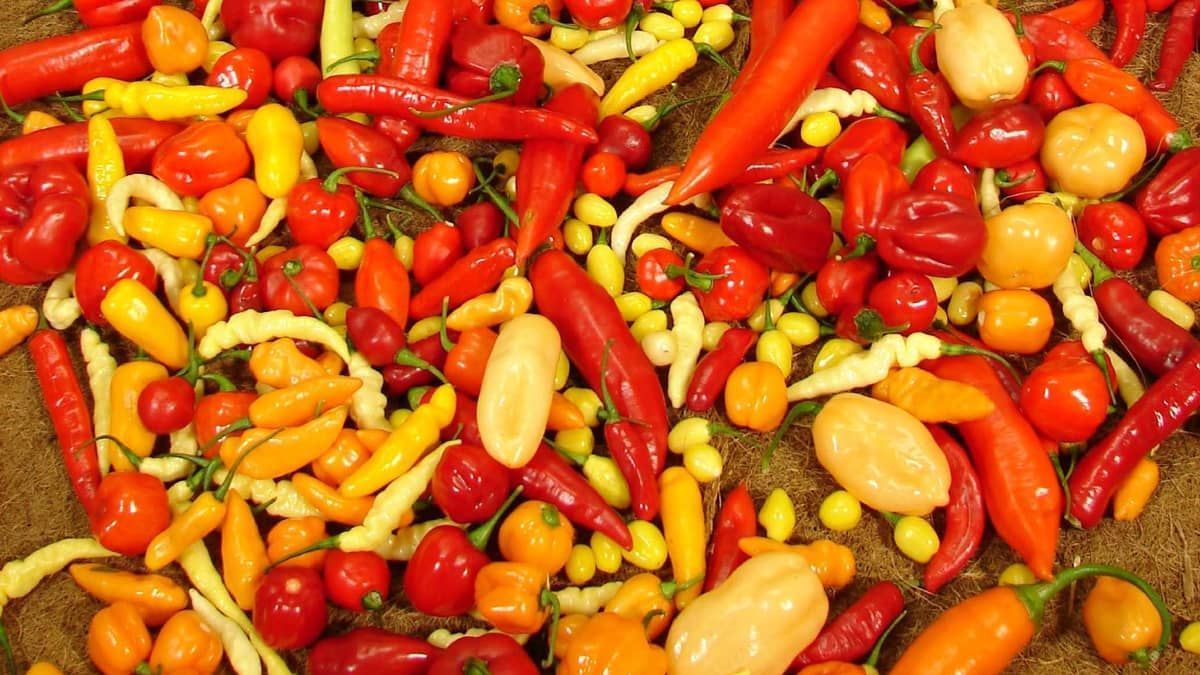 Lavouras de pimenta recuam por falta de mão-de-obra