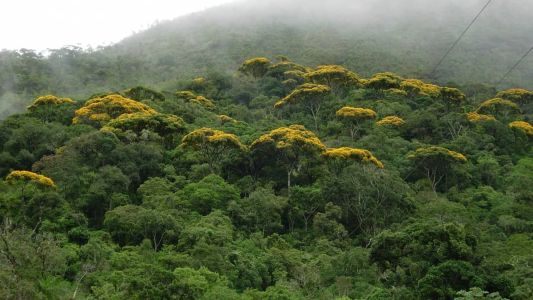 A Mata Atlântica é a principal formação vegetal do Parque Estadual Serra do Brigadeiro