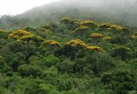 Licenciamento ambiental e retrocesso