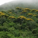 Ação da Semad com polícias Militar e Civil em combate ao desmatamento tem multas que superam R$15 milhões