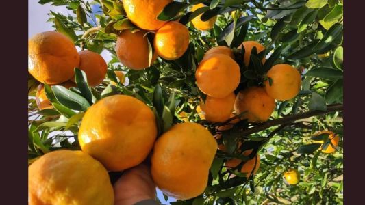 A mexerica é originária da planta "Citrus Deliciosa" e, segundo alguns estudos que estudaram seus DNAs, a mãe das laranjas!