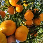 Mexerica, tangerina, mimosa ou bergamota? Descubra curiosidades e aproveite a fruta da estação!