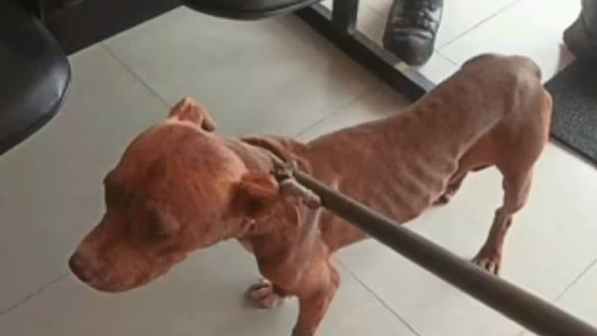 Polícia resgata pitbull desnutrido no Sul de Minas; polícia procura tutora 