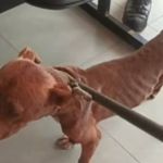 Polícia resgata pitbull desnutrido no Sul de Minas; polícia procura tutora 