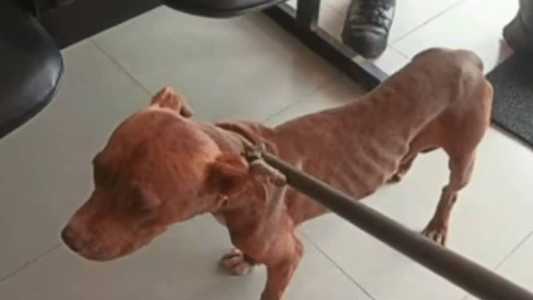 A moradora da casa, dona dos cães, não foi encontrada no local