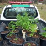 Polícia apreende 34 pés de maconha em sítio em Minas