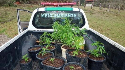 A mulher e as plantas foram encaminhadas para a delegacia de Polícia Civil