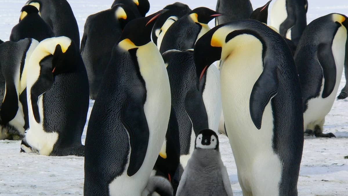 Pinguins-imperadores ameaçados de extinção por causa do calor são descobertos na Antártica 