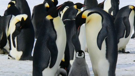 A nova colônia eleva para 66 o número de grupos de pinguins-imperadores identificados ao longo da costa antártica