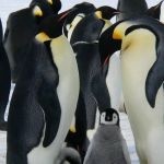 Pinguins-imperadores ameaçados de extinção por causa do calor são descobertos na Antártica 