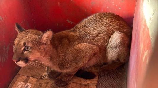 A onça foi captura com segurança e levada para um local de cuidados de animais silvestres em BH