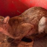 Vídeo: filhote de onça invade casa e é resgatado por bombeiros militares na Grande BH