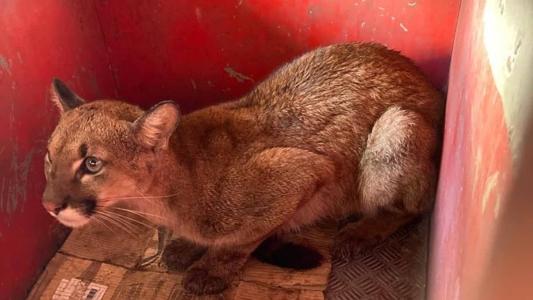 A onça foi captura com segurança e levada para um local de cuidados de animais silvestres em BH
