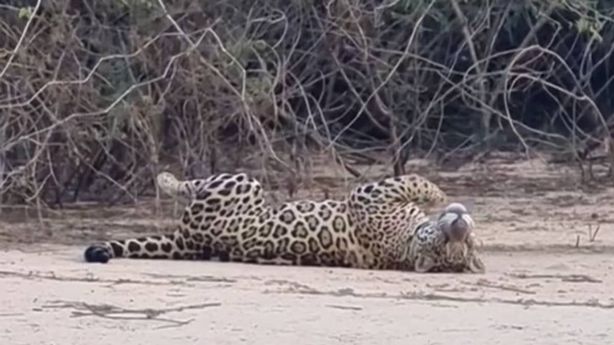 Vídeo: onça-pintada brinca na beira de um rio e conquista a internet