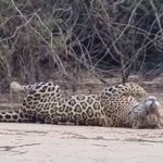 Vídeo: onça-pintada brinca na beira de um rio e conquista a internet