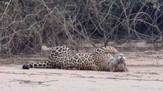 A onça-pintada é considerada uma espécie vulnerável no Brasil
