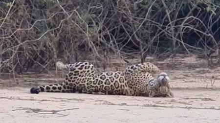 A onça-pintada é considerada uma espécie vulnerável no Brasil