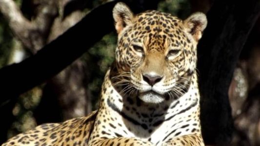 A onça pintada estava com 19 anos