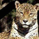 Morre onça-pintada do Zoológico de Belo Horizonte