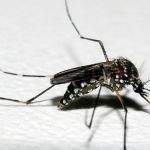 Anvisa aprova primeira vacina contra a dengue pra quem nunca teve a doença