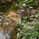 PBH registra novo curso d'água na Mata do Izidora