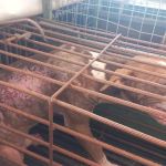 Vídeo: casal de cães com filhotes é resgatado vítima de maus tratos  