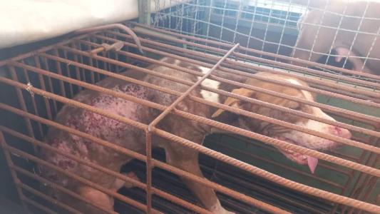 A pena para maus tratos de animais (cães e gatos) é de 2 a 5 anos de reclusão