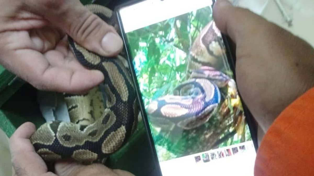 Serpente rara solta por engano é retirada em Parque Nacional no Rio de Janeiro