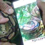 Serpente rara solta por engano é retirada em Parque Nacional no Rio de Janeiro