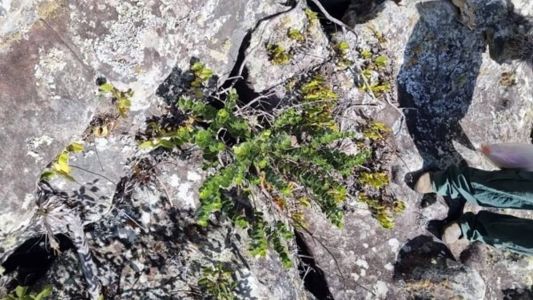 A planta pertecne o gênero Chionanthus (Oleaceae) e possui um fruto parecido com a azeitona tradicional