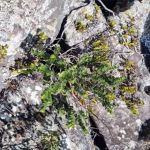 Nova espécie de planta é descoberta no Norte de Minas Gerais