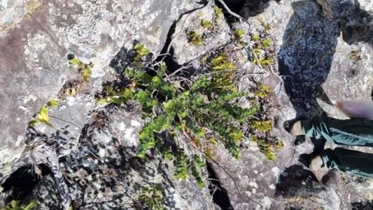 A planta pertecne o gênero Chionanthus (Oleaceae) e possui um fruto parecido com a azeitona tradicional