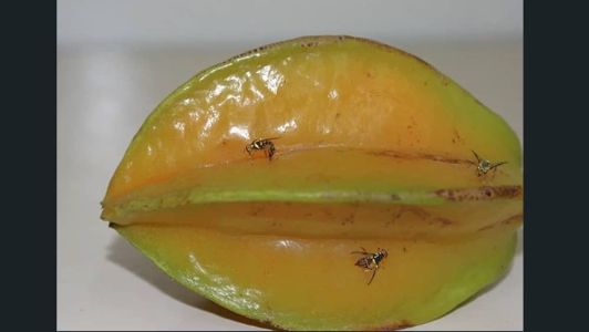 A praga Bactrocera carambolae causa danos não apenas na carambola