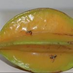 Mosca-da-carambola ameaça exportações de frutas; ministério declara emergência  