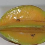 Mosca-da-carambola ameaça exportações de frutas; ministério declara emergência