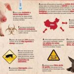 Javalis espalham peste suína africana na Alemanha 