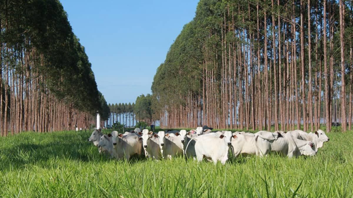 Caravana Lavoura-Pecuária-Floresta passará por cidades mineiras; entenda o que é e como será