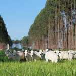 Caravana Lavoura-Pecuária-Floresta passará por cidades mineiras; entenda o que é e como será