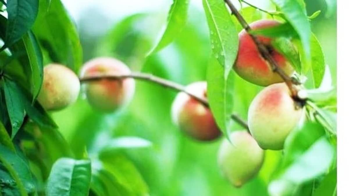 Emater-MG testa novas cultivares de frutas, como ameixa, pêssego e nectarina
