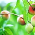 Emater-MG testa novas cultivares de frutas, como ameixa, pêssego e nectarina