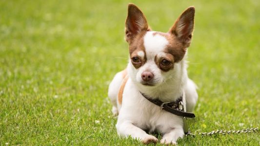 A principal fomra de prevenir a leishmaniose é usando coleiras inseticidas e sprays repelentes