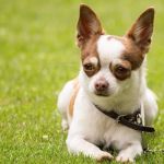 Leishmaniose: saiba por que a vacina foi suspensa, quais os sintomas e se a doença tem cura