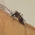 BH muda estratégia e vai à Justiça contra donos de lotes com focos de mosquito da dengue