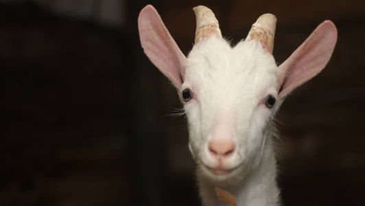 A produção do leite de cabra será um dos temas de discussão do simpósio