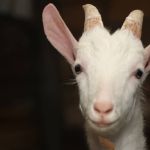 Simpósio vai discutir as cadeias dos leites, que não sejam de vaca; entenda