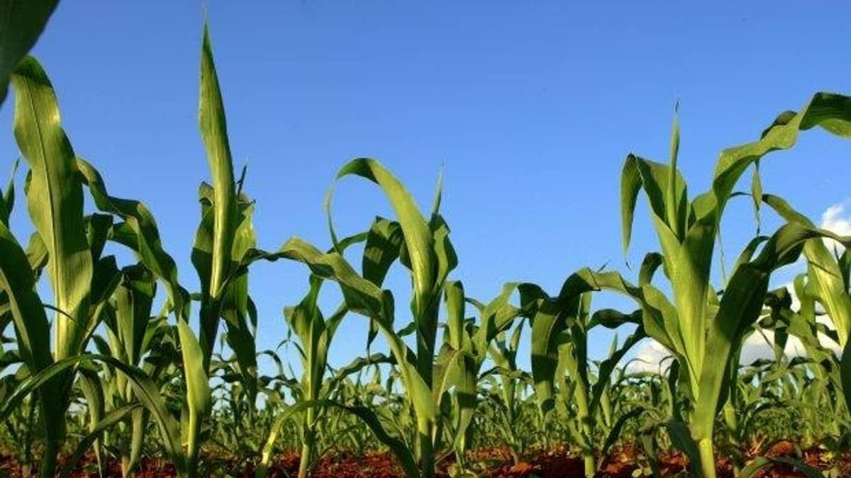 Safra de milho poderá ser uma das maiores dos últimos anos