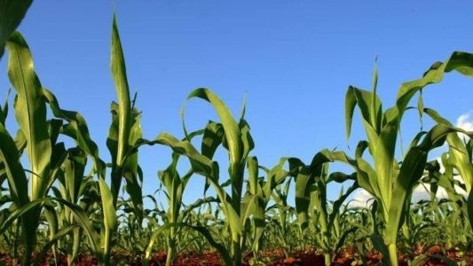 A produtividade estimada é de 5,8 mil quilos do grão por hectare.