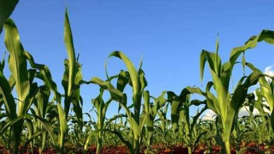 A produtividade estimada é de 5,8 mil quilos do grão por hectare.